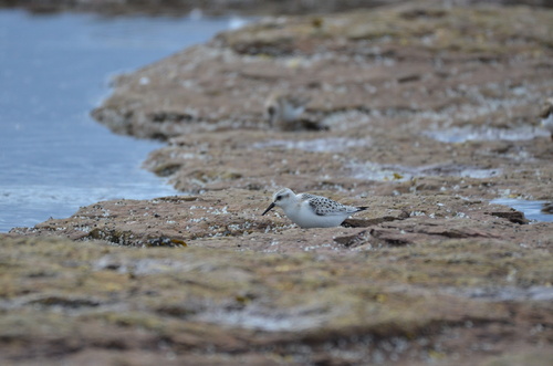 Sanderling