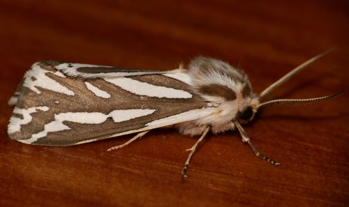 Zebra Ermine