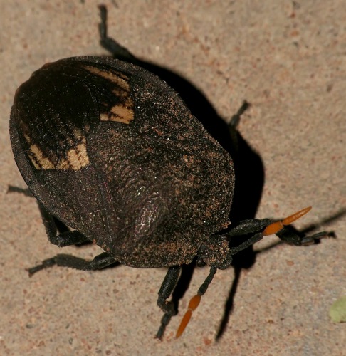 Watermelon Bug