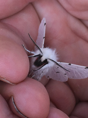 Spilosoma vestalis