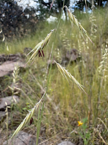 Bouteloua radicosa observed 2026-09-01