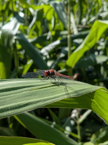 Ruddy Darter