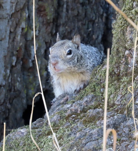 Douglas's Ground Squirrel observed by direbecca