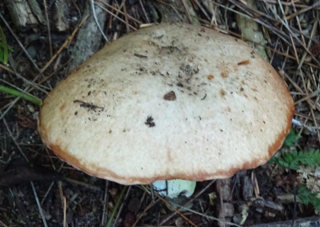 Butterball · August 2026 · photo: Photo: (c) Shirley Zundell, some rights reserved (CC BY) · iNaturalist