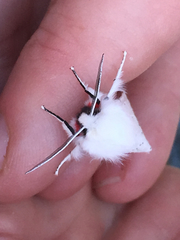 Spilosoma vestalis