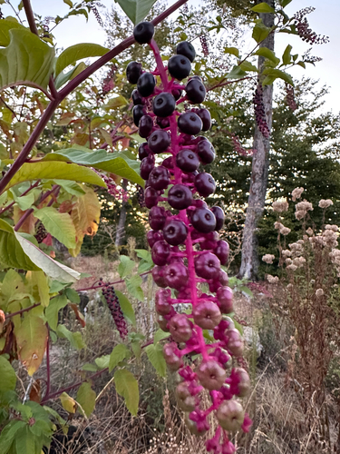 American pokeweed