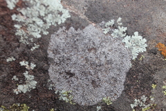 Lecanora oreinoides