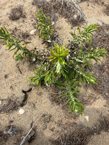 Pseudognaphalium biolettii, photograph 3
