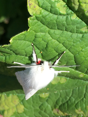 Spilosoma vestalis