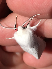 Spilosoma vestalis