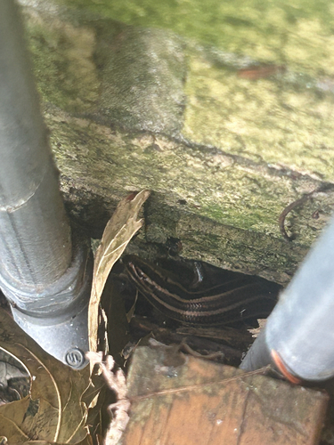 Common Five-lined Skink observed by sstel819