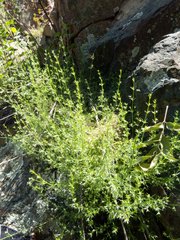 Galium microphyllum