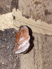 Phyllodesma americana