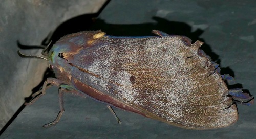 African Silk Moth
