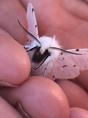 Spilosoma vestalis