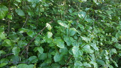 Viburnum ellipticum
