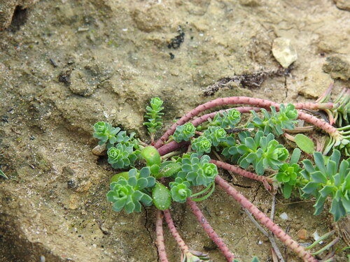 Euphorbia portlandica, photograph 3
