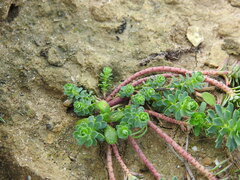 Euphorbia portlandica, photograph (c) Duarte Frade, some rights reserved (CC BY)