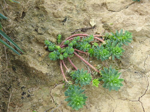 Euphorbia portlandica, photograph 4