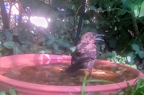 Common Grackle observed by karenstan