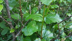 Viburnum ellipticum