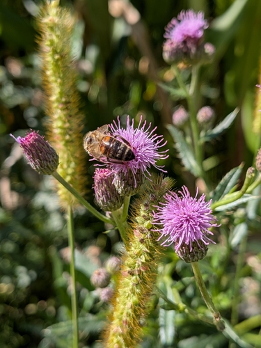 Western Honey Bee