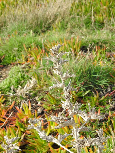 Scolymus hispanicus, photograph 3