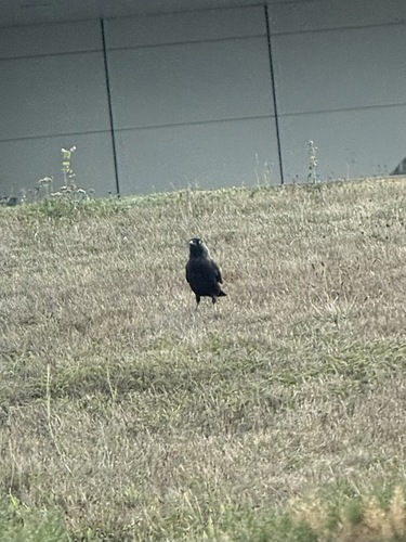Eurasian Jackdaw