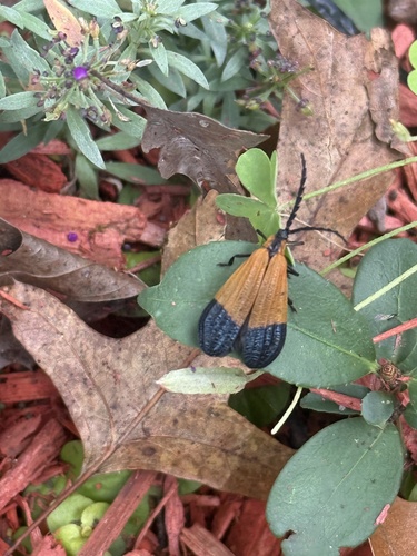 End Band Net-winged Beetle