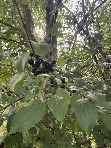 common buckthorn