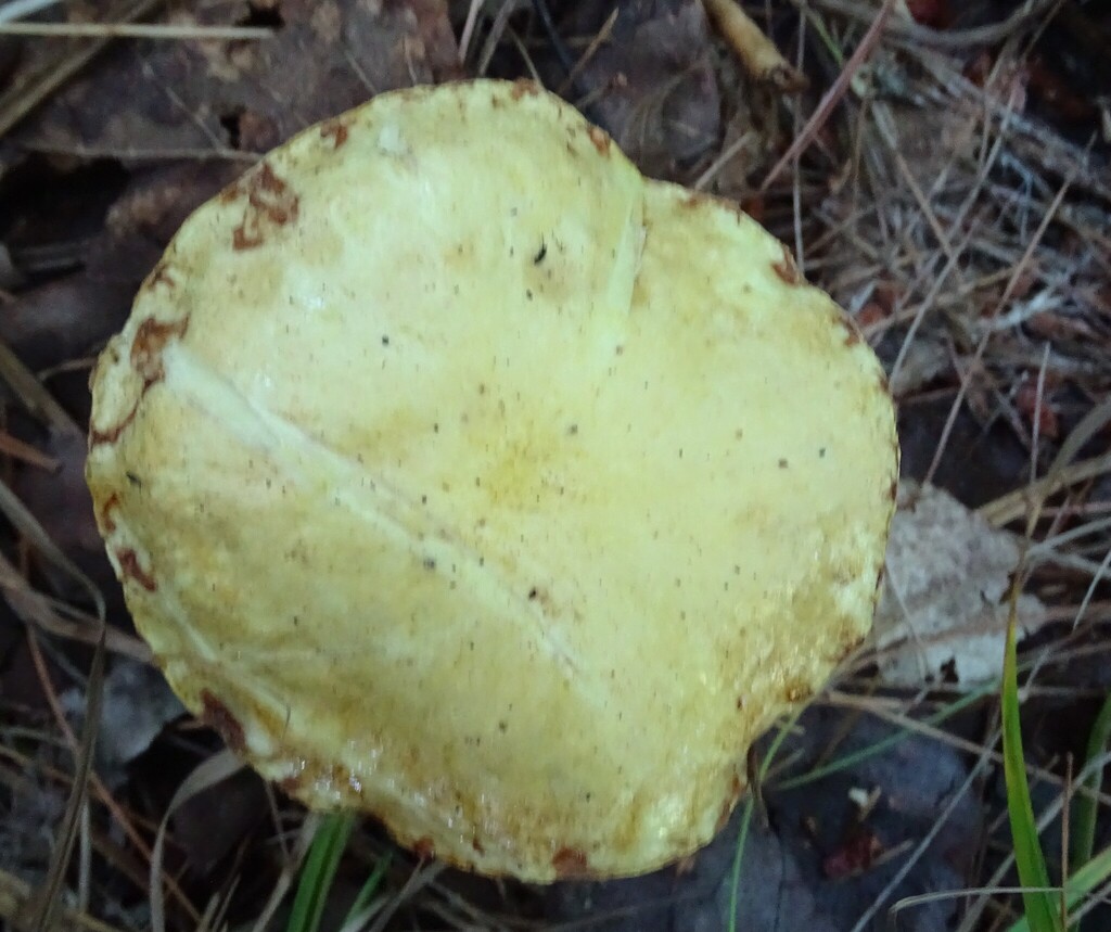 Chicken Fat Mushroom · August 2026 · photo: Photo: (c) Shirley Zundell, some rights reserved (CC BY) · iNaturalist