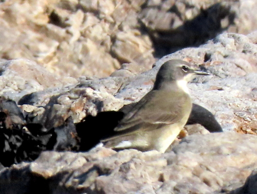 iNaturalist image