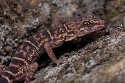 Yingde Leopard Gecko