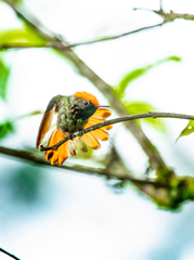 Lophornis stictolophus