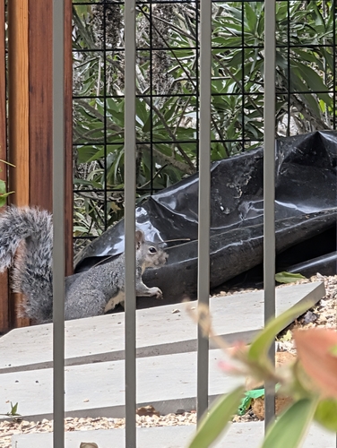 Western Gray Squirrel observed by afreiden