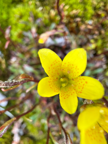 Saxifraga hirculus, photograph 1