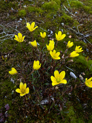 Saxifraga hirculus, photograph (c) Ingvild Riska, some rights reserved (CC BY)