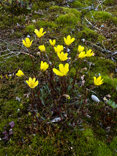 Saxifraga hirculus, photograph 3