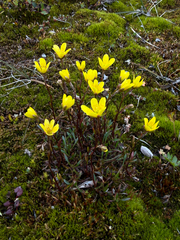 Saxifraga hirculus, photograph (c) Ingvild Riska, some rights reserved (CC BY)