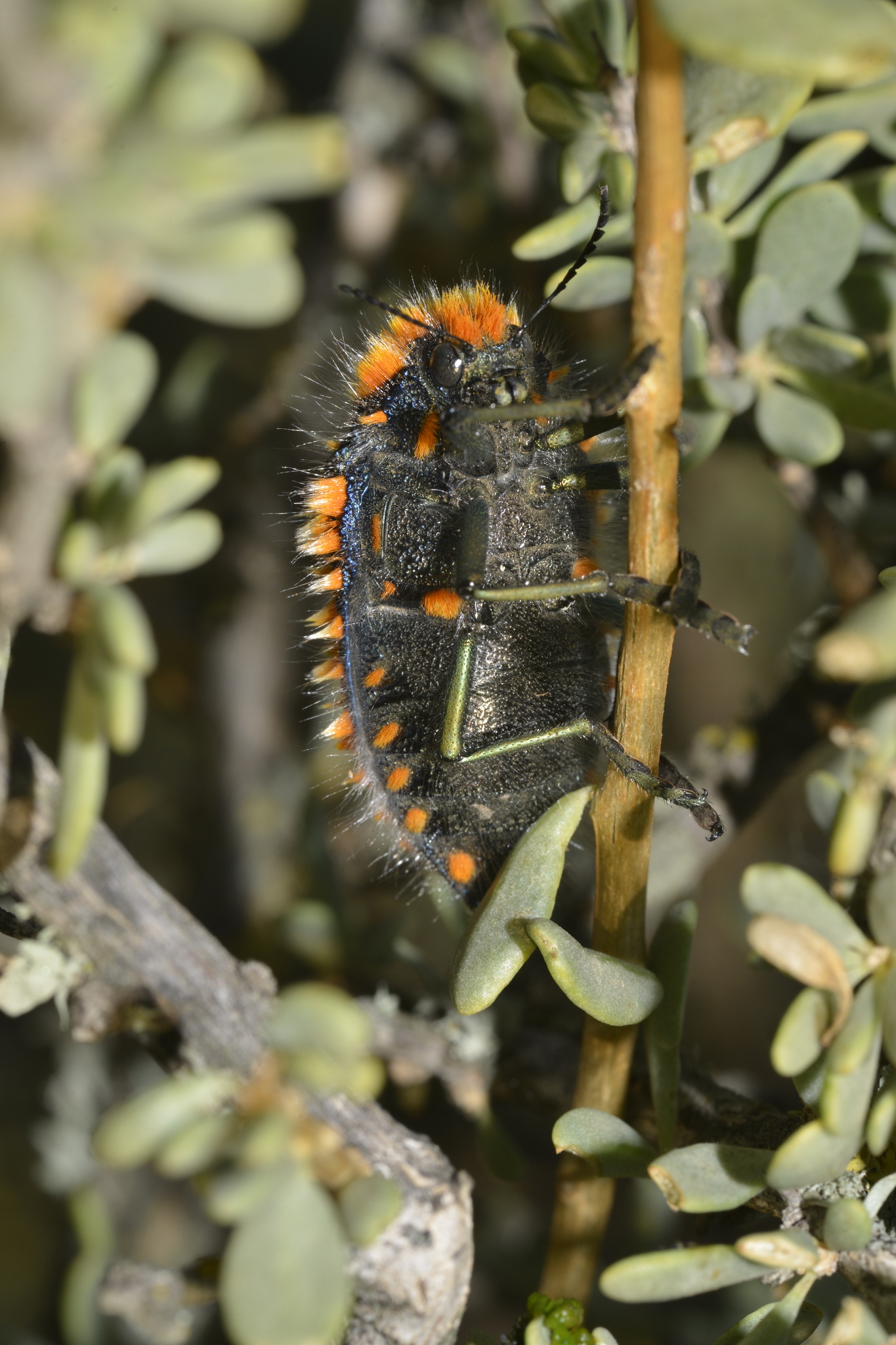 Julodis viridipes
