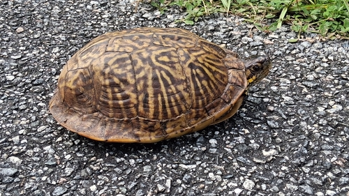 Florida Box Turtle observed by solitaryvireo