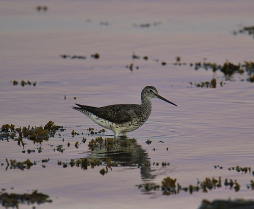 Greater Yellowlegs