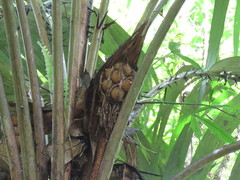 Cocoseae