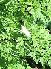 Spilosoma vestalis
