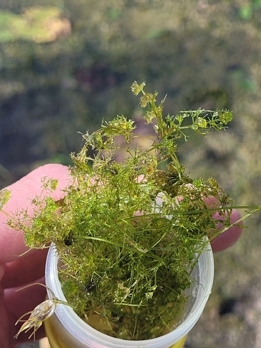 Nitella mucronata, 2026-09-01