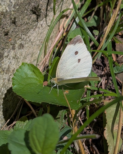 Small White