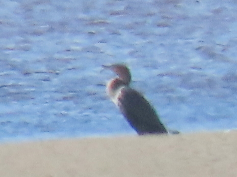iNaturalist image