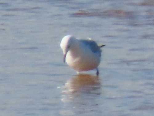 iNaturalist image