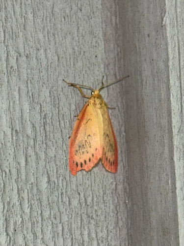 Rosy Footman