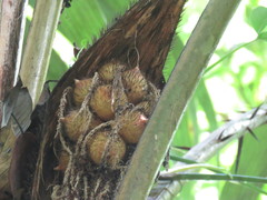 Cocoseae